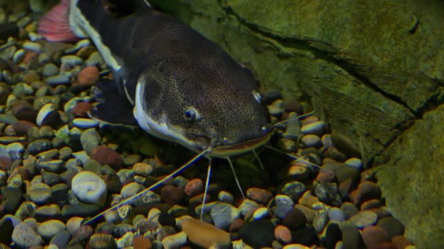 Wels Catfish Underwater Swimming in Freshwater River. Silurus glanis. Large European catfish moving in clear water, natural wildlife scene. Big predatory fish in wild aquatic ecosystem.