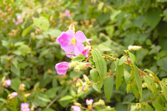 Pink Melastoma Affine Wildflower in Annapurna Region Nepal Himalaya
Annapurna Trek Flora