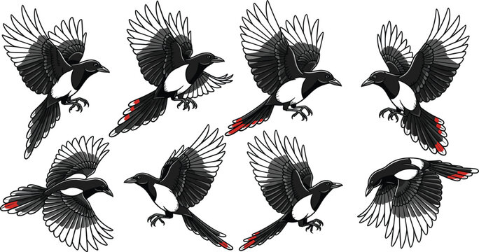 Set of flying magpie and black crow bird vector illustrations with open wings isolated on white background for nature, wildlife, or tattoo design concepts.
