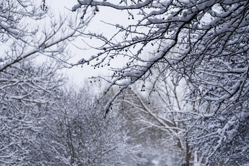 Obraz premium Close-up of red hawthorn berries covered with fresh white snow on a tree branch