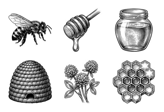 Vintage engraving style honey production collection featuring honeybee, skep hive, wooden dipper, glass jar, clover flowers, and wax honeycomb cells.