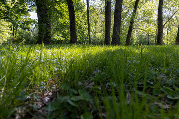 landscape in the park with green grass and deciduous trees with green foliage in the spring in warm sunny weather, deciduous trees with green foliage and lush green grass in the park
