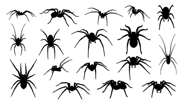 spider silhouettes
