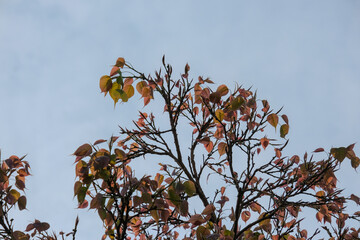 Leaves at the top of a Bodhi tree branch against blue sky