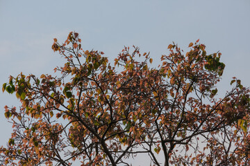 Bodhi branches and leaves