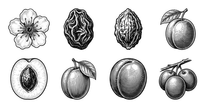 A vintage collection of plum botanical illustrations including blossoms, pits, dried fruit, and whole plums in a detailed black and white woodcut engraving style.