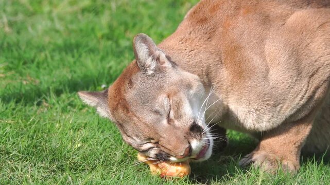 Closeup pf cougar (puma) trying to eat meat on a bone its face on green grass in native habitat range slow-motion