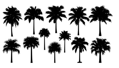 palm silhouttes
