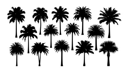 palm silhouttes
