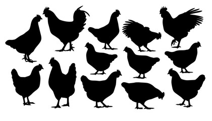chicken silhouettes
