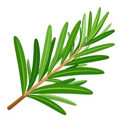 Obraz premium A sprig of rosemary with needle-like leaves, in shades of green, radiating from a brown stem on white