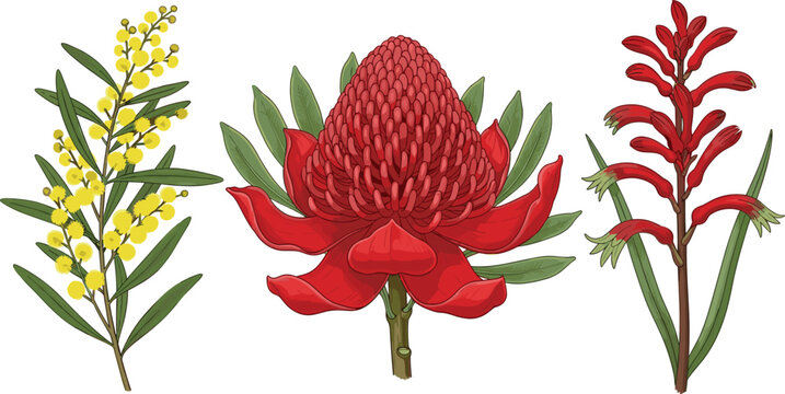 Collection of Australian native wildflowers featuring red waratah golden wattle and kangaroo paw vector illustrations isolated on white background for floral botanical design.
