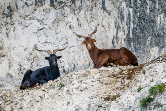 portrait of two wild goats settled on a cliff by the Rh&ocirc;ne river