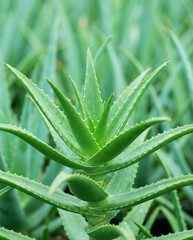 Obraz premium Aloe Vera is a natural succulent plant that protects health