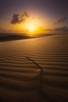 View of golden sunlight paints the rippled sand dunes with a warm glow, as a lone twig rests in the foreground, creating a striking contrast, France, France.