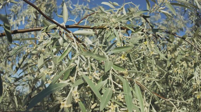 Blooming Silverberry or Oleaster tree, branches covered with small flowers and leaves swaying in the wind