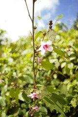 Fototapeta premium Wild Pink Hibiscus Flower in Annapurna Trekking Area, Nepal Annapurna Trek Flora