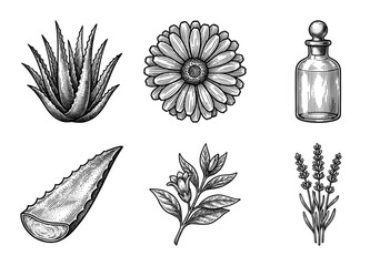 Collection of hand drawn botanical illustrations featuring medicinal herbs and a glass apothecary bottle in a vintage woodcut engraving style.