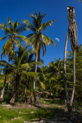 Fototapeta premium Tropical landscape of the Venezuelan Caribbean