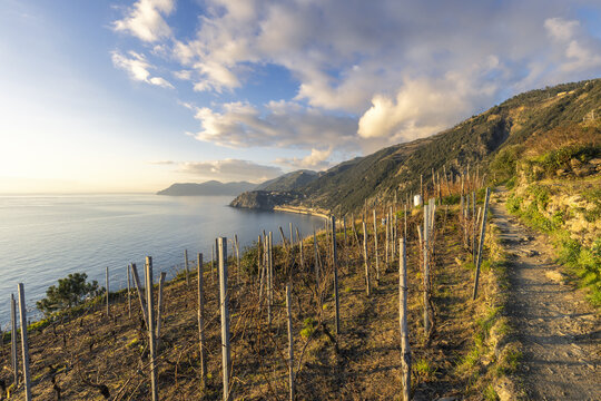 View of terraced vineyards cascade towards the azure sea under a sky brushed with gold and blue, a tranquil path winding along the coast, Manarola, Liguria, Italy.