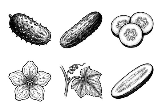 Vintage engraving style collection of cucumber illustrations featuring whole vegetables, sliced rounds, longitudinal section, blooming flower, and textured leaf with tendril.