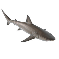 Obraz premium Gray Shark swimming isolated on white background, underwater marine life