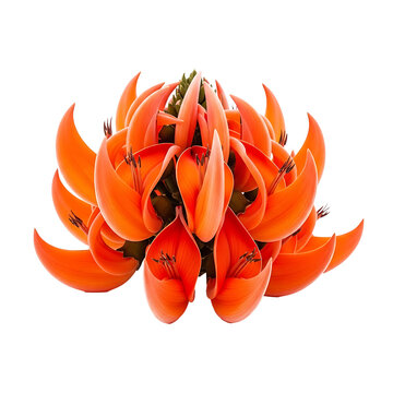 Flame of the forest flowers are bright orange and flame colored blossoms