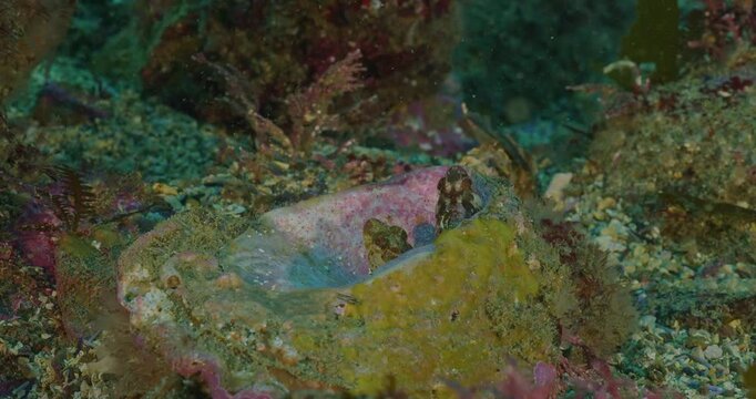 Pair of island kelp fish share an empty snail shell.