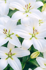 Vertical closeup of white lily flowers in bloom. Floral background for a wedding or Easter celebration. Bouquet of fresh lilies