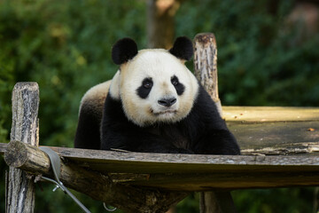 Obraz premium View on a young panda