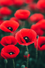 Obraz premium Red poppy flower in a field with a blurred setting. Selective focus on a single blooming papaver in a summer meadow. Nature and floral concept