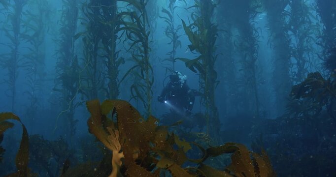 Scuba diver swims toward camera in kelp forest.