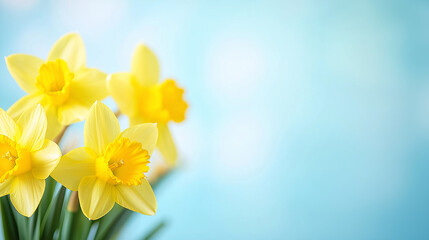 Fototapeta premium Yellow daffodil flowers on blue sky backdrop. Narcissus bouquet for Easter or 8 March. Empty area for text