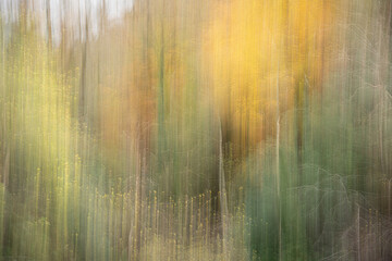 Abstract forest colours using intentional camera movement