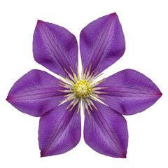 Fototapeta premium Purple clematis flower isolated on transparent background for design