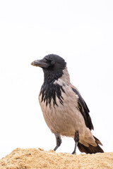 Fototapeta premium a hooded crow with a distinct black head and grey body perched behind a sandy ridge against a minimalist, bright white sky.
