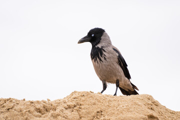 Obraz premium a hooded crow with its characteristic black head, bib, and wings contrasted against a grey body, perched atop a textured sand mound under a bright, overcast sky.
