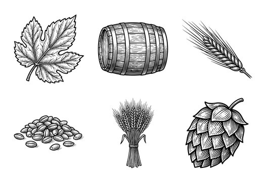 Vintage brewery and agriculture collection featuring hand drawn woodcut style illustrations of hops malt barley and wooden barrel