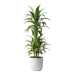 A tall green plant in a white pot placed on a transparent background