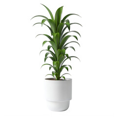 A lush green plant in a white pot placed on a white background