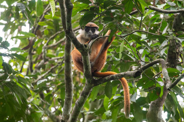 Obraz premium Bouvier's red colobus, Piliocolobus bouvieri