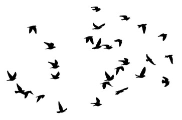 Obraz premium Flock of pigeons flying on transparent or white baclground