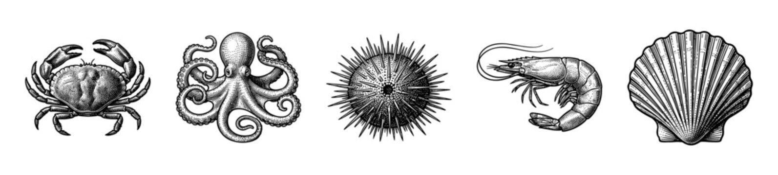 Vintage style hand drawn marine life illustrations featuring a crab, octopus, sea urchin, shrimp, and scallop shell in a black and white engraving aesthetic.