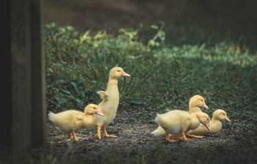 Five Muscovy Ducklings(Cairina Moschata)