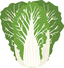 김장김치 재료 배추