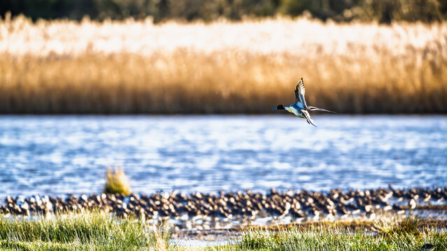 Northern Pintail, Anas acuta, birds on marshes