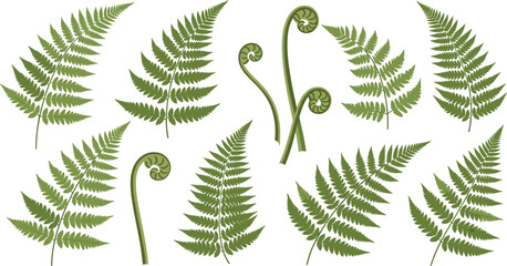 Large collection of green fern leaf vector illustrations featuring various tropical fronds and curved fiddlehead stems in a detailed natural style perfect for botanical patterns forest backgrounds  © Md