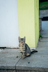 cat on the street