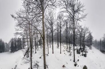 Fototapeta premium Foggy winter forest panorama with snow covered hill and bare trees