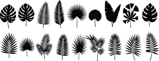 Black vector silhouette set of diverse tropical palm leaves and monstera fronds for summer exotic nature botanical patterns and jungle greenery theme branding © MdNoor